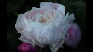 Пионы В.Ф. Фомичевой. Сорта.