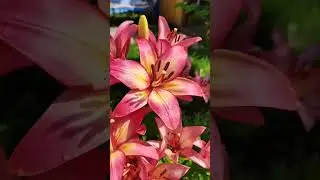 видео сняла доча. лилии для Лилии.