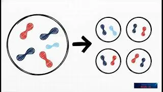 Mitoz mu Mayoz mu? | En Kolay ve Eğlenceli Anlatım 🧫