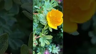 Blooms of bliss;