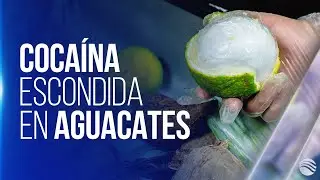 Golpe al Clan del Golfo: Incautan toneladas de cocaína escondida en aguacates