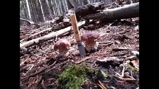 boletus 5 septiembre 2022