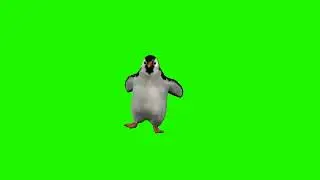 Pinguin Green Screen | Green screen video