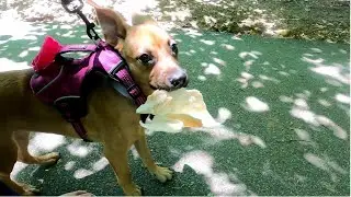 She Tried to Put Her in the Water. Wondered into Glencarlyn Dog Park.
