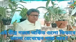 এই তীব্র গরমে কিভাবে অর্কিড গুলোকে ভালো রেখেছেন পান্নালাল স্যার/Orchid care/@Banchharamerbagan
