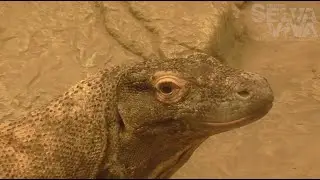 As cobras e suas pernas primitivas