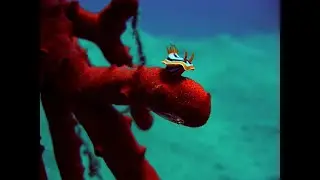 Макро фауна Красного моря. Macro Fauna of the Red Sea.Egypt.Hurghada