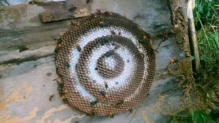 Catching beehives to eat in Vietnam today