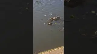 Una pata y un patito (parte 2)