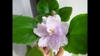 ОБЗОР ЦВЕТУЩИХ ФИАЛОК🌼ЦВЕТЕНИЕ ФИАЛОК🌼СОРТОВЫЕ ФИАЛКИ ЦВЕТУТ