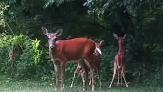 Mommy Dear and Two Bambies