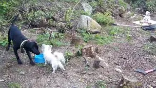 Метис Макс, мопс Джульетта и чихуахуа Мелисса. И Злата с печенькой)