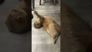 Смешной кот манипулятор