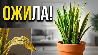 Snake Plant: The Ultimate Beginner's Guide (Indestructible)