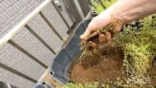 Veranda Garden Question