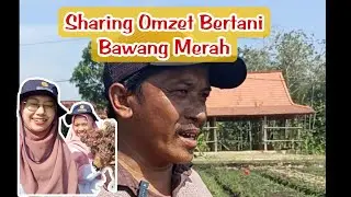 OMZET BERTANI BAWANG MERAH BISA SAMPAI PULUHAN JUTA? || INFO TANI