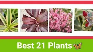 Low care permanent Flower plants and Ornamental plants | Best 21 |