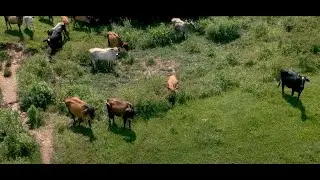 Sobrevoando zona rural com o Drone da DJI