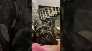 Моя любовь!!! #canecorso #canecorsoitaliano #dog #канекорсо #cane #троя