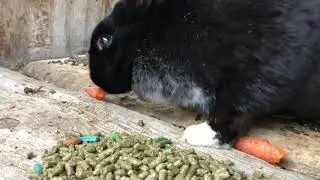 this is a tale of a bun who defies fate