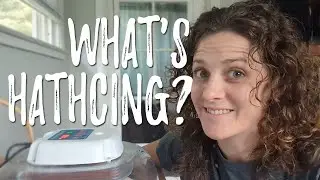What are we hatching now?