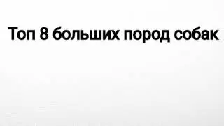 Топ 8 больших пород собак