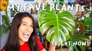 7 CURRENT HOUSE PLANT FAVES | Plant + Propagation Growth Updates!