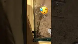 Ameisen sind irgendwie schon aus dem Winterschlaf erwacht. Jetzt ist „Leben“ in der Ameisenfarm