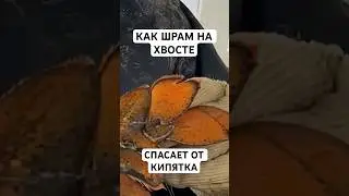 Зачем Лобстерам Делают Надрезы Перед Тем, Как Отпустить?