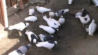 Пермские голуби.