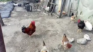 Новости курятника 18.04.2020