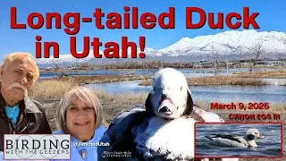 Long-tailed Duck in Utah!