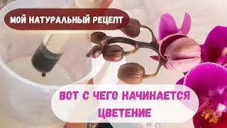 How to get orchids to bloom? 🌸 A liquid vermicompost-based recipe