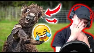 TRY NOT TO LAUGH!!!