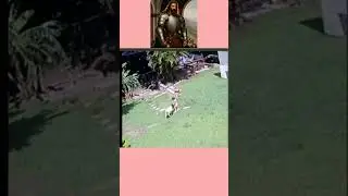 Собака защитила ребёнка от козы