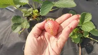 Земляника Бьянка Фрагола. Отменный вкус +++