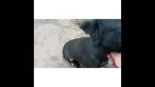 Демодекоз или Саркоптоз==КЛЕЩ(одним словом)!