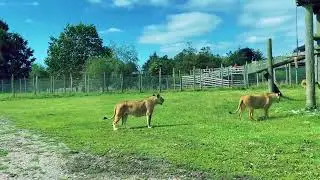 African lions at Blair Drummond, Scotland