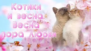 Котики и весна. Весна пора любви