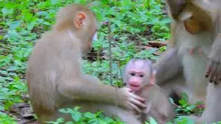Newly 😍 baby monkey training walking fail #monkey #animal #fyp #love #foryou #foryoupage #video