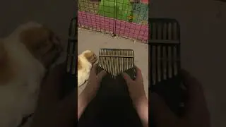 Leap year!!!! #pheobe #leapyear #kalimba #guineapig