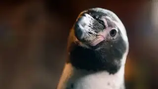 Die Chaosschwestern und Pinguin Paul - Trailer (2024)