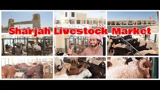 All About Sharjah Livestock Market | How to reach New Livestock Market? | SHARJAH | Global Candid