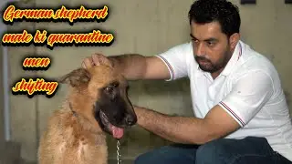 German shepherd male ki quarantine men shifting (Asad Brohi vlog)