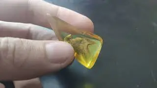 Янтарь инклюз / Amber inclusion / kehribar dahil / إدراج العنبر / Bernsteineinschluss / 琥珀內含物