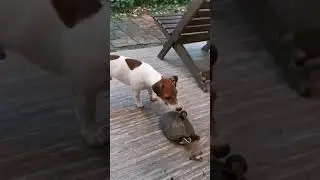 Dog ATTACKS bird RIDING a turtle????