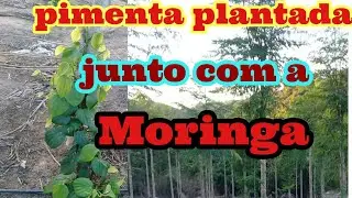 como tá a pimenta plantada na moringa olífeira