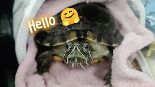 My lovely turtle 🐢💓