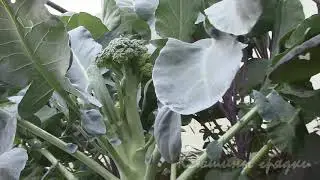 Про Ксюшины грядки