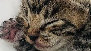 一窝奶猫能有多奶